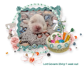/album/fotogalerij-foto1/ak-23-7-25-9-graham-png/